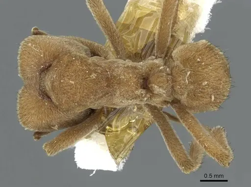 Sericomyrmex mayri specimen CASENT0911236 image casent0911236_1