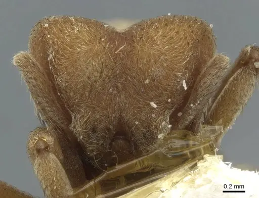 Sericomyrmex mayri specimen CASENT0911236 image casent0911236_2