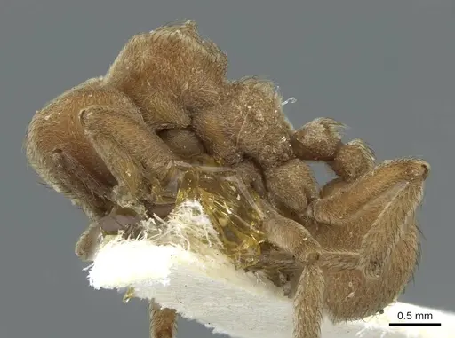 Sericomyrmex mayri specimen CASENT0911236 image casent0911236_3