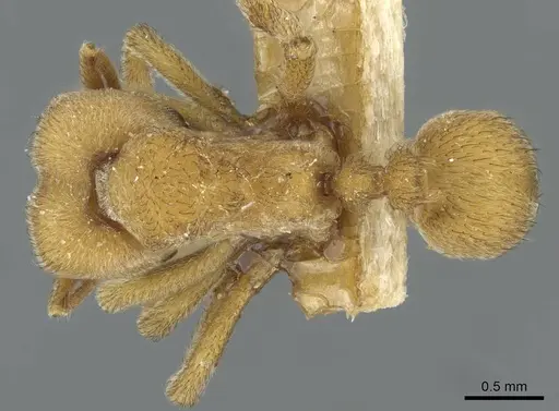 Sericomyrmex mayri specimen CASENT0911237 image casent0911237_1