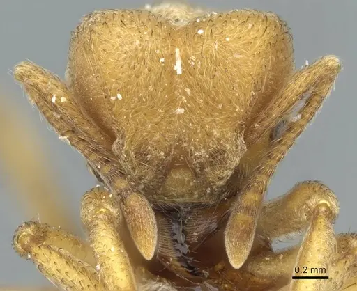 Sericomyrmex mayri specimen CASENT0911237 image casent0911237_2