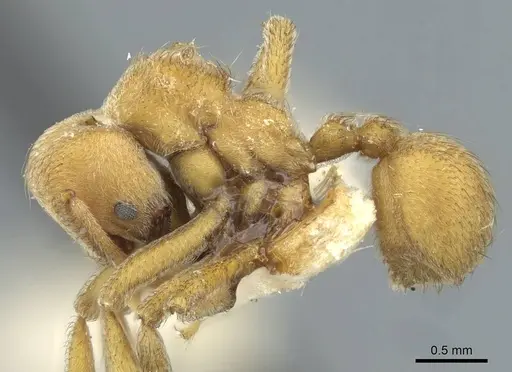 Sericomyrmex mayri specimen CASENT0911237 image casent0911237_3