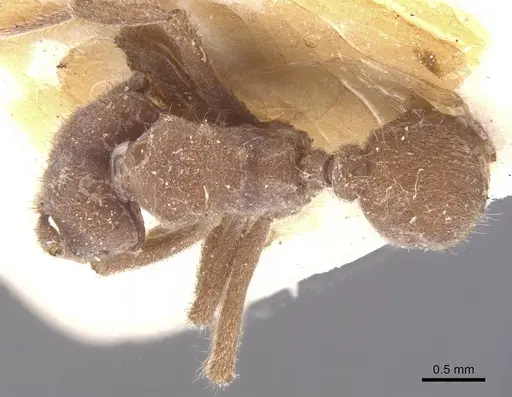 Sericomyrmex mayri specimen CASENT0912516 image casent0912516_1