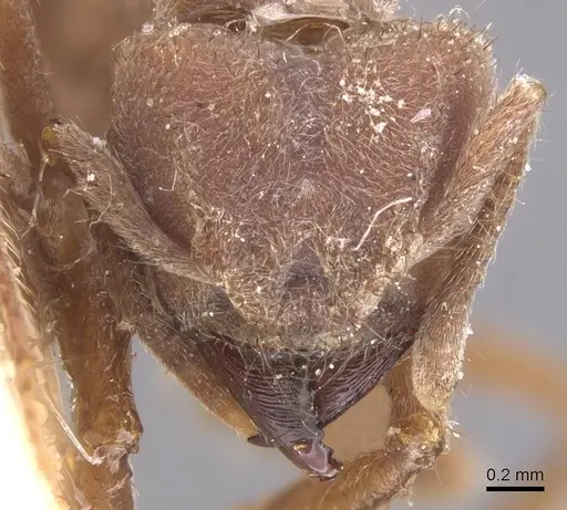 Sericomyrmex mayri specimen CASENT0912516 image casent0912516_2