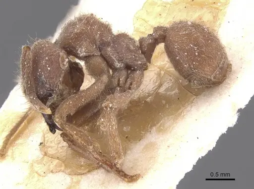 Sericomyrmex mayri specimen CASENT0912516 image casent0912516_3