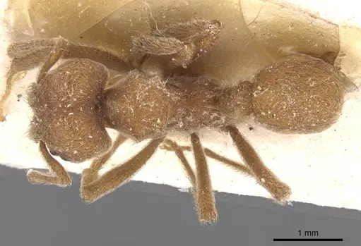Sericomyrmex mayri specimen CASENT0912517 image casent0912517_1