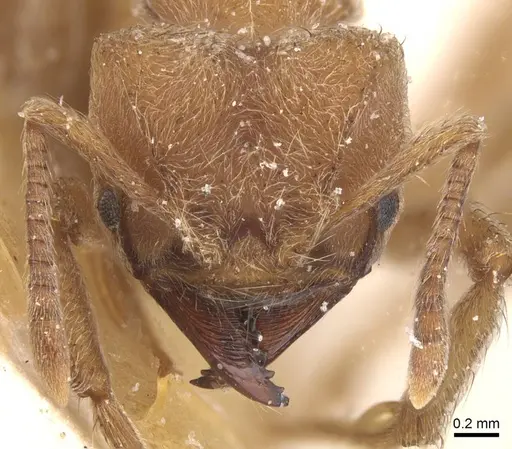 Sericomyrmex mayri specimen CASENT0912517 image casent0912517_2