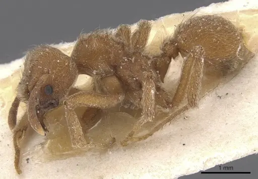 Sericomyrmex mayri specimen CASENT0912517 image casent0912517_3