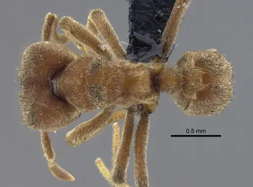 Sericomyrmex mayri specimen CBUMAGENT41870 image cbumagent41870_1
