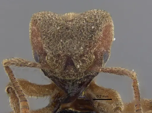 Sericomyrmex mayri specimen CBUMAGENT41870 image cbumagent41870_2