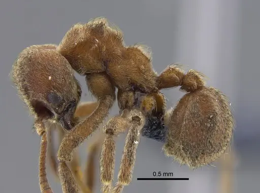 Sericomyrmex mayri specimen CBUMAGENT41870 image cbumagent41870_3