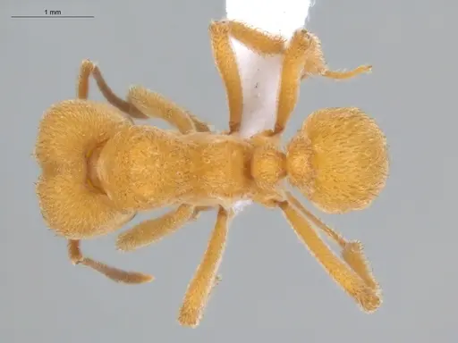 Sericomyrmex mayri specimen ECOFOG-MI15-0186-18 image ecofog-mi15-0186-18_1