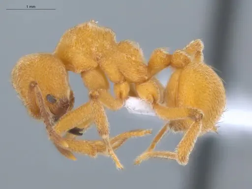Sericomyrmex mayri specimen ECOFOG-MI15-0186-18 image ecofog-mi15-0186-18_3