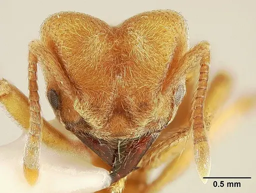 Sericomyrmex mayri specimen USNMENT00444066 image usnment00444066_1