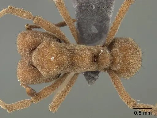 Sericomyrmex mayri specimen USNMENT01124309 image usnment01124309_1
