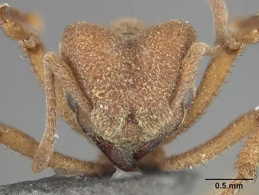 Sericomyrmex mayri specimen USNMENT01124309 image usnment01124309_2