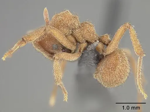 Sericomyrmex mayri specimen USNMENT01124309 image usnment01124309_3