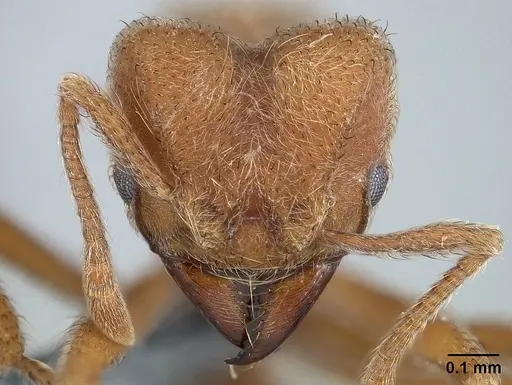 Sericomyrmex mayri specimen USNMENT01125151 image usnment01125151_1