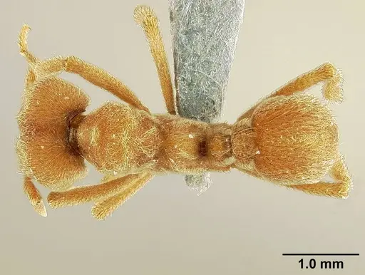 Sericomyrmex mayri specimen USNMENT01125171 image usnment01125171_1