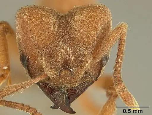 Sericomyrmex mayri specimen USNMENT01125171 image usnment01125171_2
