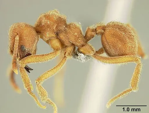 Sericomyrmex mayri specimen USNMENT01125171 image usnment01125171_3