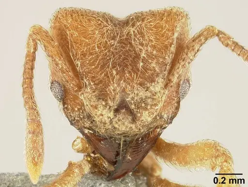 Sericomyrmex mayri specimen USNMENT01125172 image usnment01125172_1