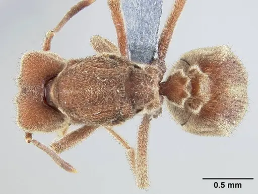 Sericomyrmex mayri specimen USNMENT01126007 image usnment01126007_1