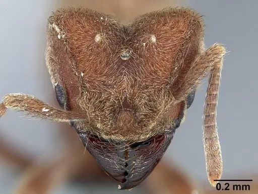 Sericomyrmex mayri specimen USNMENT01126007 image usnment01126007_2