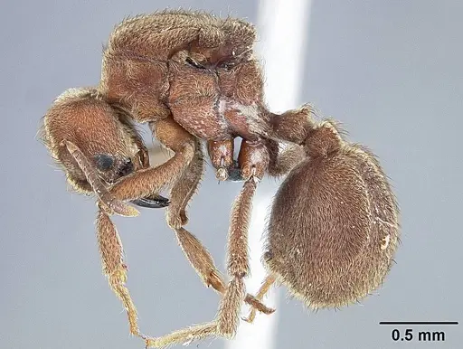 Sericomyrmex mayri specimen USNMENT01126007 image usnment01126007_3