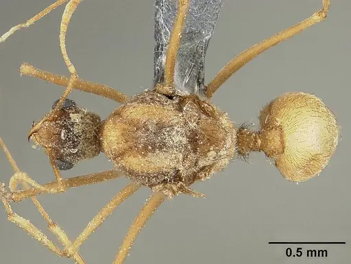 Sericomyrmex mayri specimen USNMENT01126022 image usnment01126022_1