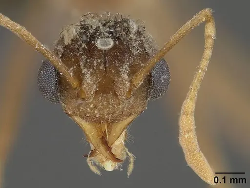 Sericomyrmex mayri specimen USNMENT01126022 image usnment01126022_2