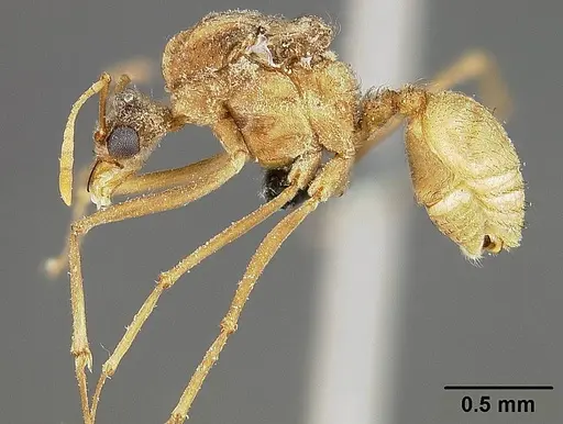 Sericomyrmex mayri specimen USNMENT01126022 image usnment01126022_3