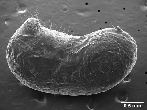 Sericomyrmex mayri specimen USNMENT01126227 image usnment01126227_2
