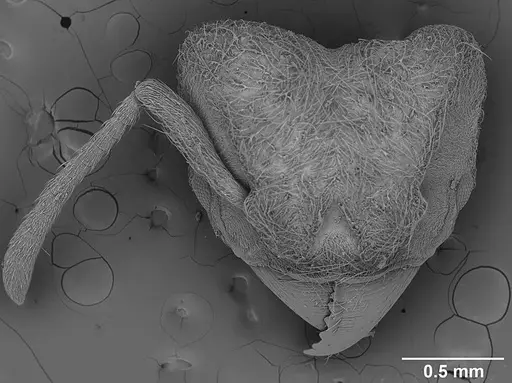 Sericomyrmex mayri specimen USNMENT01126229 image usnment01126229_1