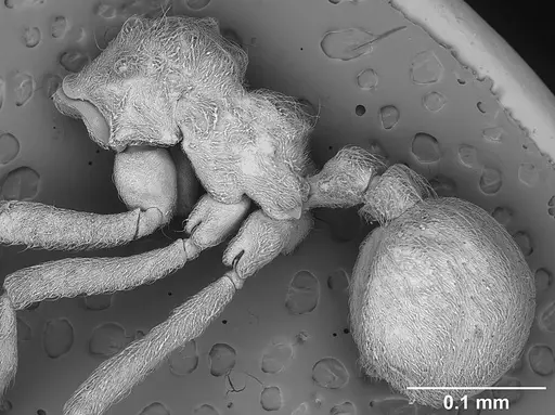 Sericomyrmex mayri specimen USNMENT01126229 image usnment01126229_3