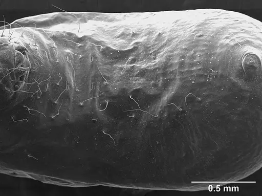Sericomyrmex mayri specimen USNMENT01126230 image usnment01126230_1