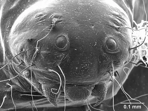 Sericomyrmex mayri specimen USNMENT01126230 image usnment01126230_2