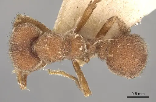 Sericomyrmex opacus specimen CASENT0901678 image casent0901678_1