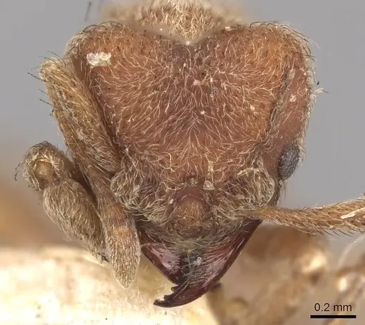 Sericomyrmex opacus specimen CASENT0901678 image casent0901678_2
