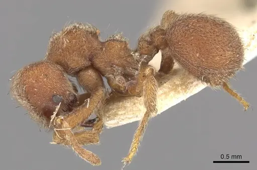 Sericomyrmex opacus specimen CASENT0901678 image casent0901678_3
