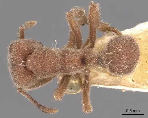 Sericomyrmex opacus specimen CASENT0904987 image casent0904987_1