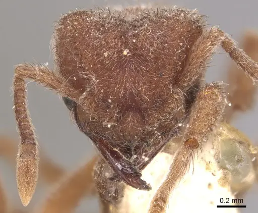 Sericomyrmex opacus specimen CASENT0904987 image casent0904987_2
