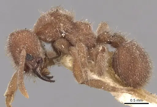 Sericomyrmex opacus specimen CASENT0904987 image casent0904987_3