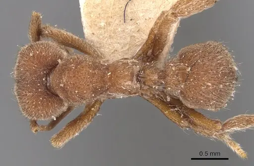 Sericomyrmex opacus specimen CASENT0904988 image casent0904988_1