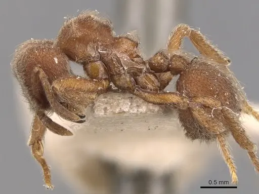 Sericomyrmex opacus specimen CASENT0904988 image casent0904988_3