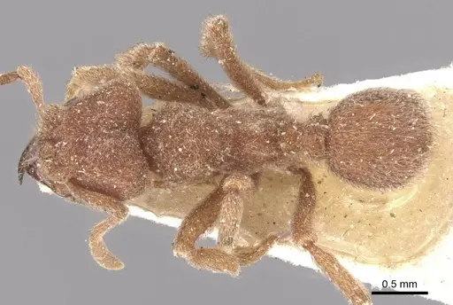 Sericomyrmex opacus specimen CASENT0909368 image casent0909368_1