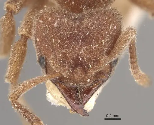Sericomyrmex opacus specimen CASENT0909368 image casent0909368_2