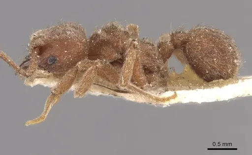 Sericomyrmex opacus specimen CASENT0909368 image casent0909368_3