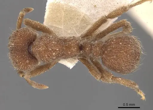 Sericomyrmex opacus specimen CASENT0909369 image casent0909369_1
