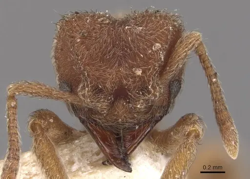 Sericomyrmex opacus specimen CASENT0909369 image casent0909369_2
